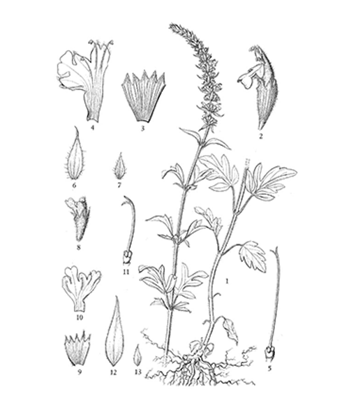Natural compounds from  Nepeta tenuifolia